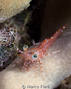 Henderson's Hinge-beak shrimp by Marco Fierli 